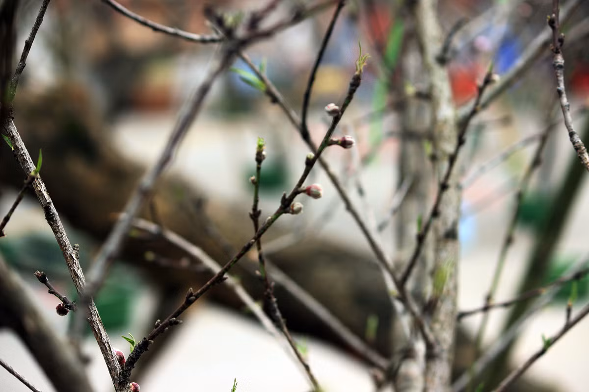 Các nụ hoa khác cũng chuẩn bị hé nở.