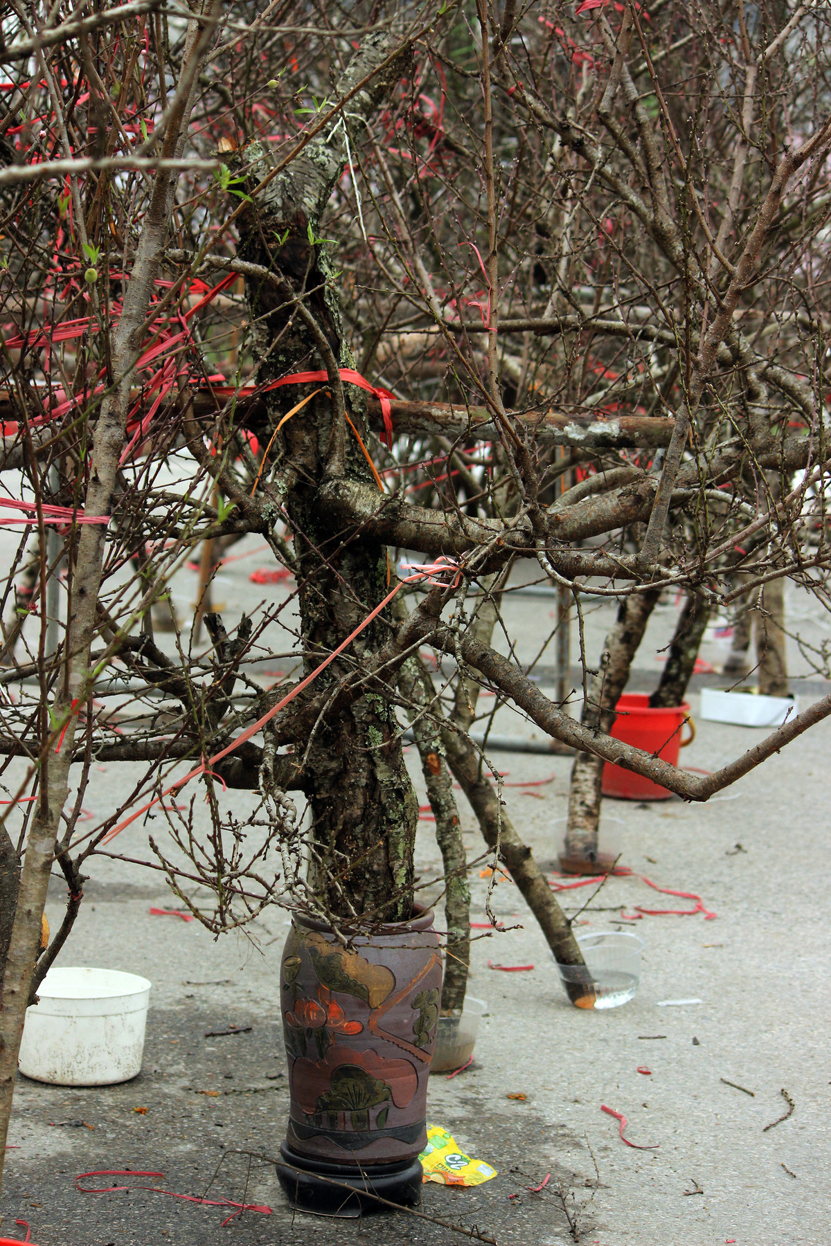 Tiểu thương mua được cả những cây đào rừng lâu năm từ phía người dân bản địa, với thân hình sần sùi..., phục vụ người dân Thủ đô dịp Tết Nguyên đán này.