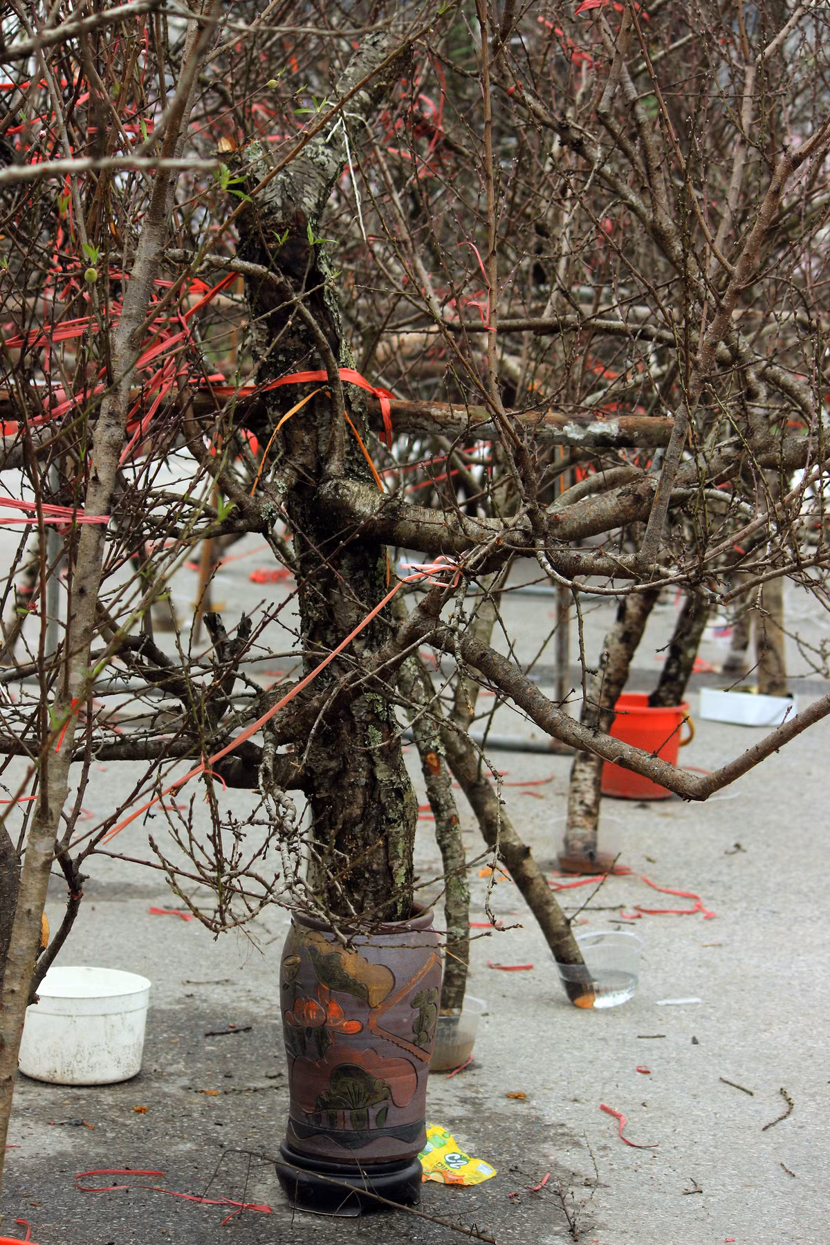 Tiểu thương mua được cả những cây đào rừng lâu năm từ phía người dân bản địa, với thân hình sần sùi..., phục vụ người dân Thủ đô dịp Tết Nguyên đán này.