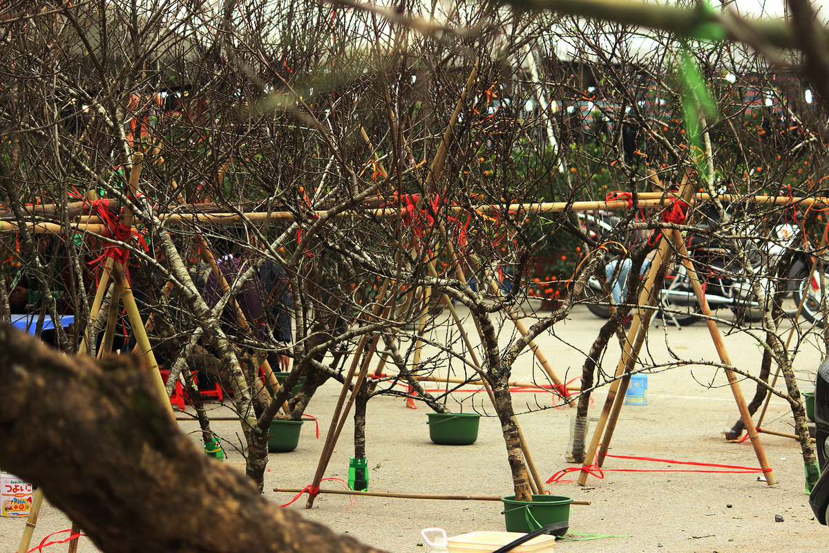 Ngoài ra giá cả của những cành, cây hoa đào rừng Sơn La được bán ở khu vực này còn phụ thuộc vào thế hoặc bông nở nhiều hay ít.