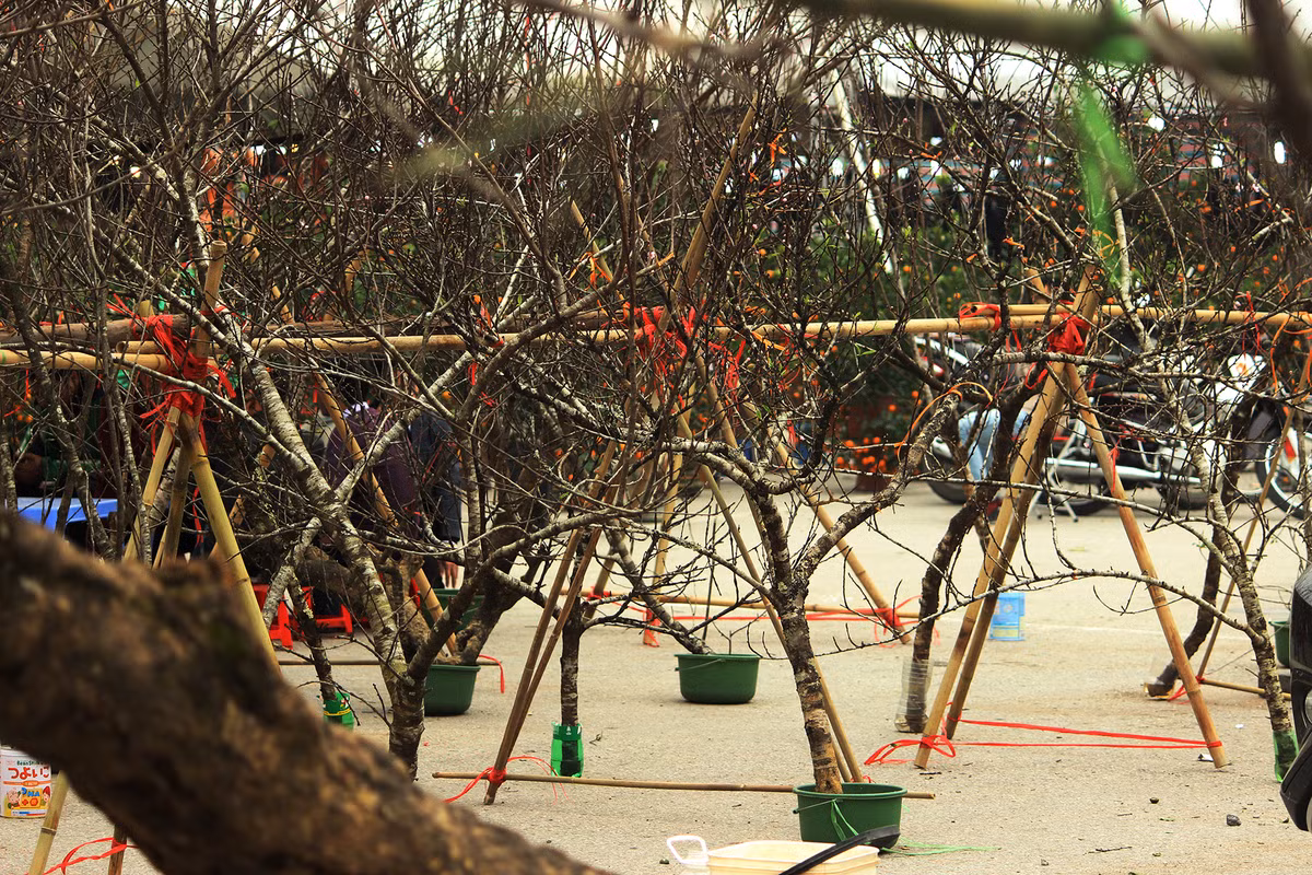 Ngoài ra giá cả của những cành, cây hoa đào rừng Sơn La được bán ở khu vực này còn phụ thuộc vào thế hoặc bông nở nhiều hay ít.