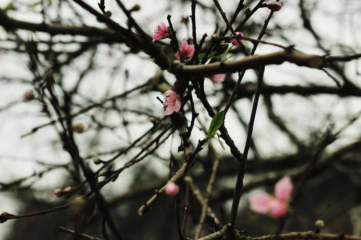 Có khá nhiều cành đào rừng Sơn La đang được bày bán ở đây đã nở hoa.