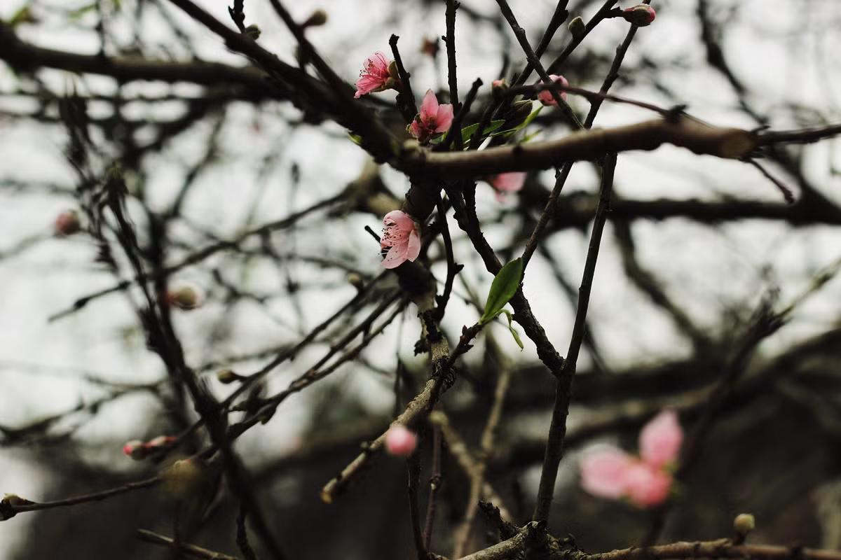 Có khá nhiều cành đào rừng Sơn La đang được bày bán ở đây đã nở hoa.