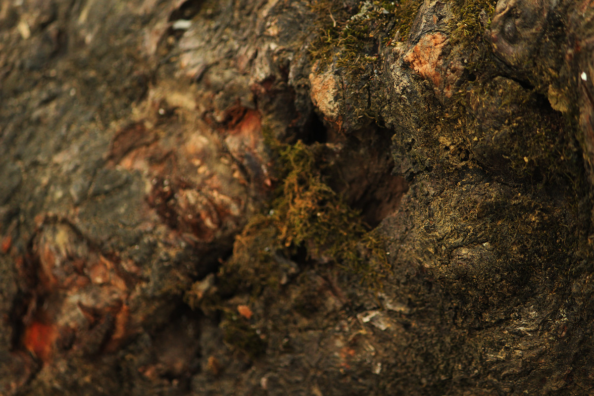 Các lớp vỏ của thân cây đào sần sùi và đang bong tróc.