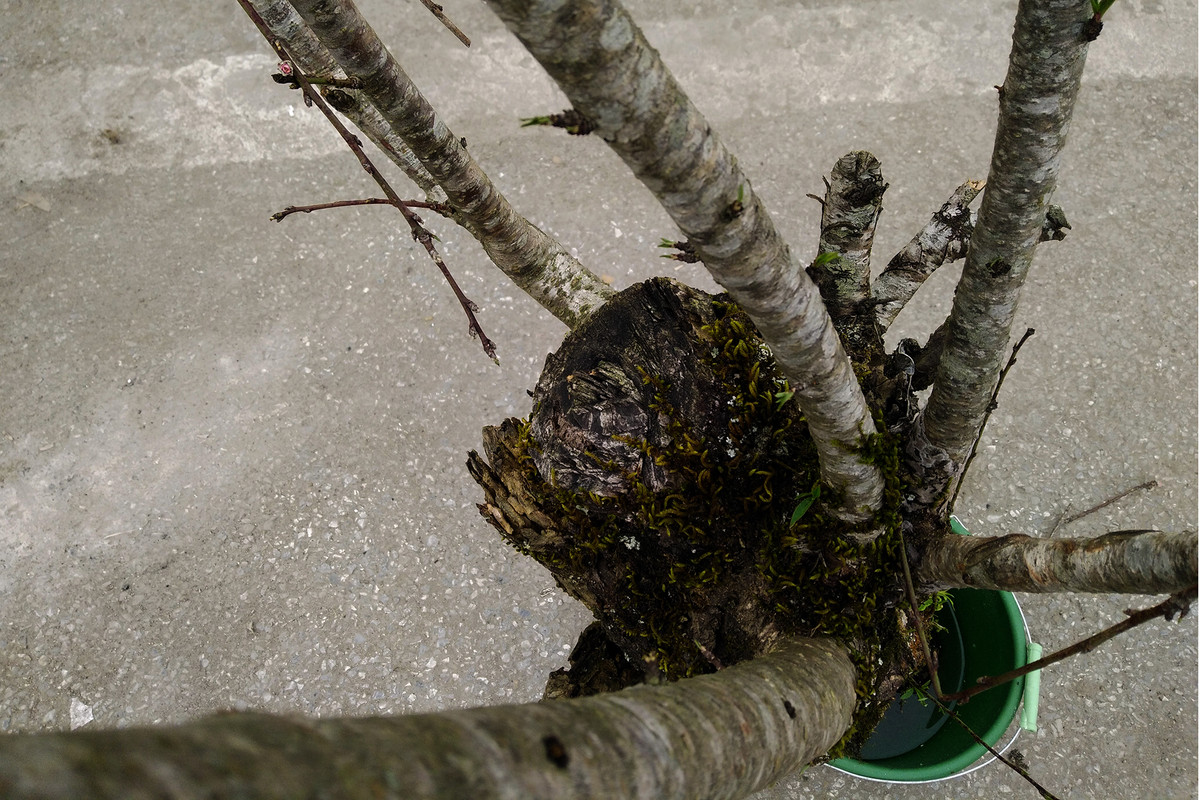 Theo lời một tiểu thương tên V., những cành, cây đào ở đây chủ yếu được họ mua lại từ những người dân bản địa ở Mộc Châu (Sơn La) với giá vài chục nghìn, hoặc từ 100 đến 200 nghìn đồng, sau đó đem về Hà Nội bán với giá khoảng trên dưới 1 triệu đồng.