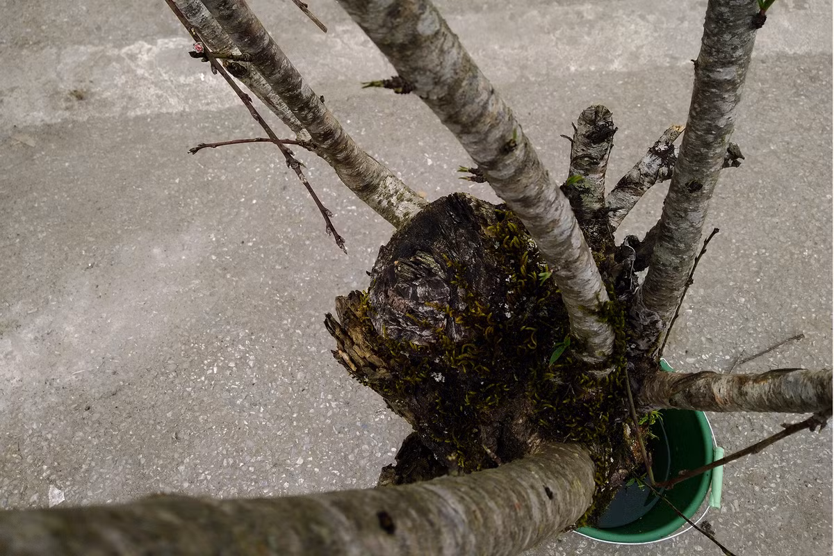 Theo lời một tiểu thương tên V., những cành, cây đào ở đây chủ yếu được họ mua lại từ những người dân bản địa ở Mộc Châu (Sơn La) với giá vài chục nghìn, hoặc từ 100 đến 200 nghìn đồng, sau đó đem về Hà Nội bán với giá khoảng trên dưới 1 triệu đồng.