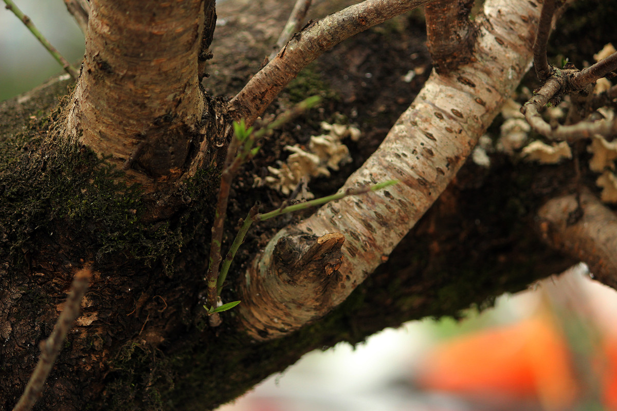 Những lớp rêu phủ đầy thân cây đào qua thời gian sinh sống trên rừng.