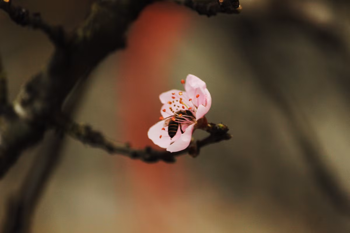 Đào rừng Sơn La khoe sắc giữa Thủ đô thu hút các loại ong mật.