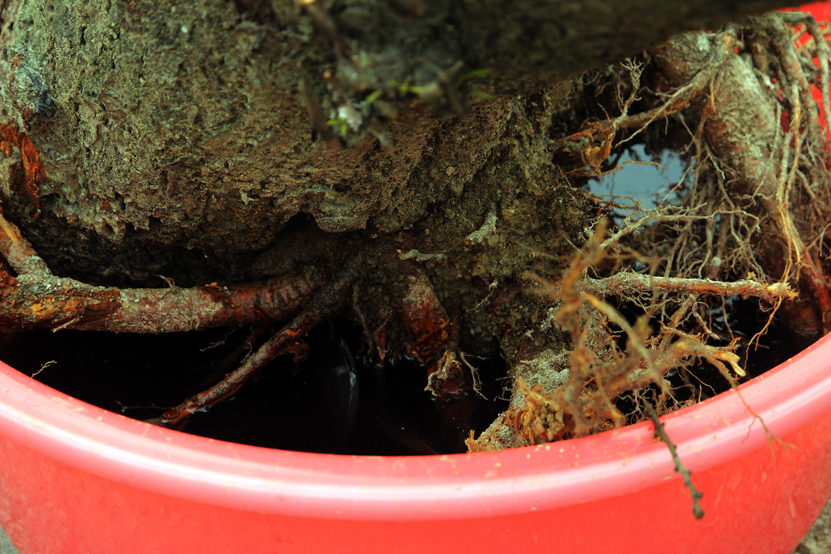 Cây đào bị đưa lên khỏi mặt đất đem xuống Thủ đô được cho vào một chiếc chậu nhỏ có nước để duy trì sự sống.