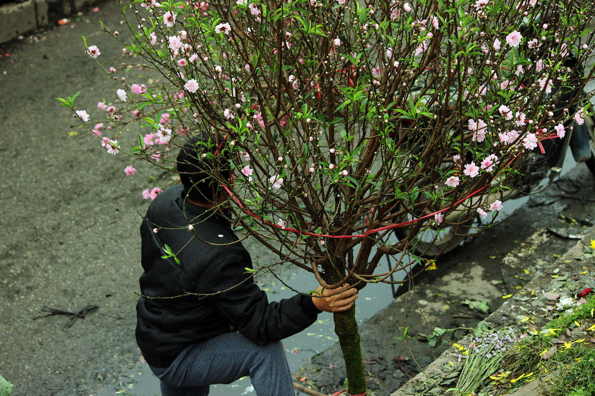 Đối với nhiều người việc chọn đào chơi Tết khá quan trọng. Họ quan niệm rằng đào phải có nụ, có lá mới nhiều lộc. Do vậy, những cành đào có nhiều nụ, hoa, lá cành như thế này được chú ý rất nhiều.