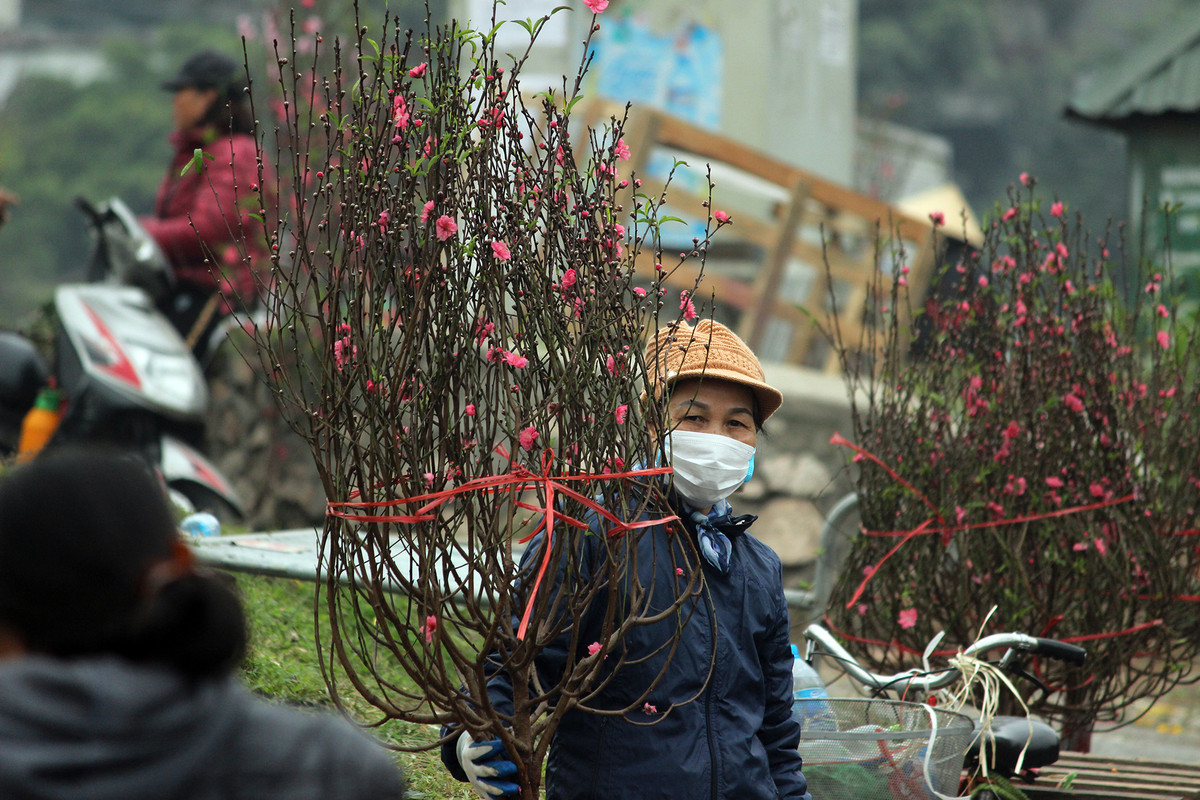 Mỗi cành đào như thế này thường được bán với giá từ 150 nghìn đồng đến 200 nghìn đồng, tùy theo kích cỡ, hình dáng và cánh hoa nở trên cành đào.