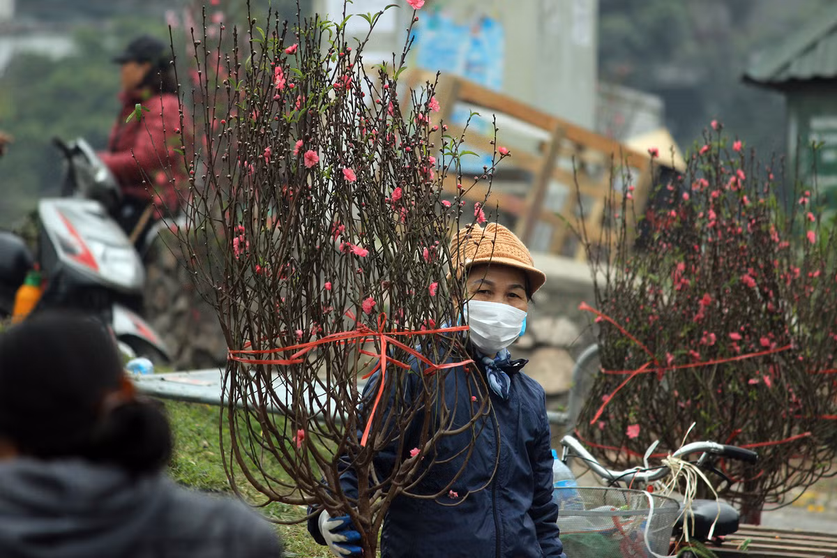 Mỗi cành đào như thế này thường được bán với giá từ 150 nghìn đồng đến 200 nghìn đồng, tùy theo kích cỡ, hình dáng và cánh hoa nở trên cành đào.