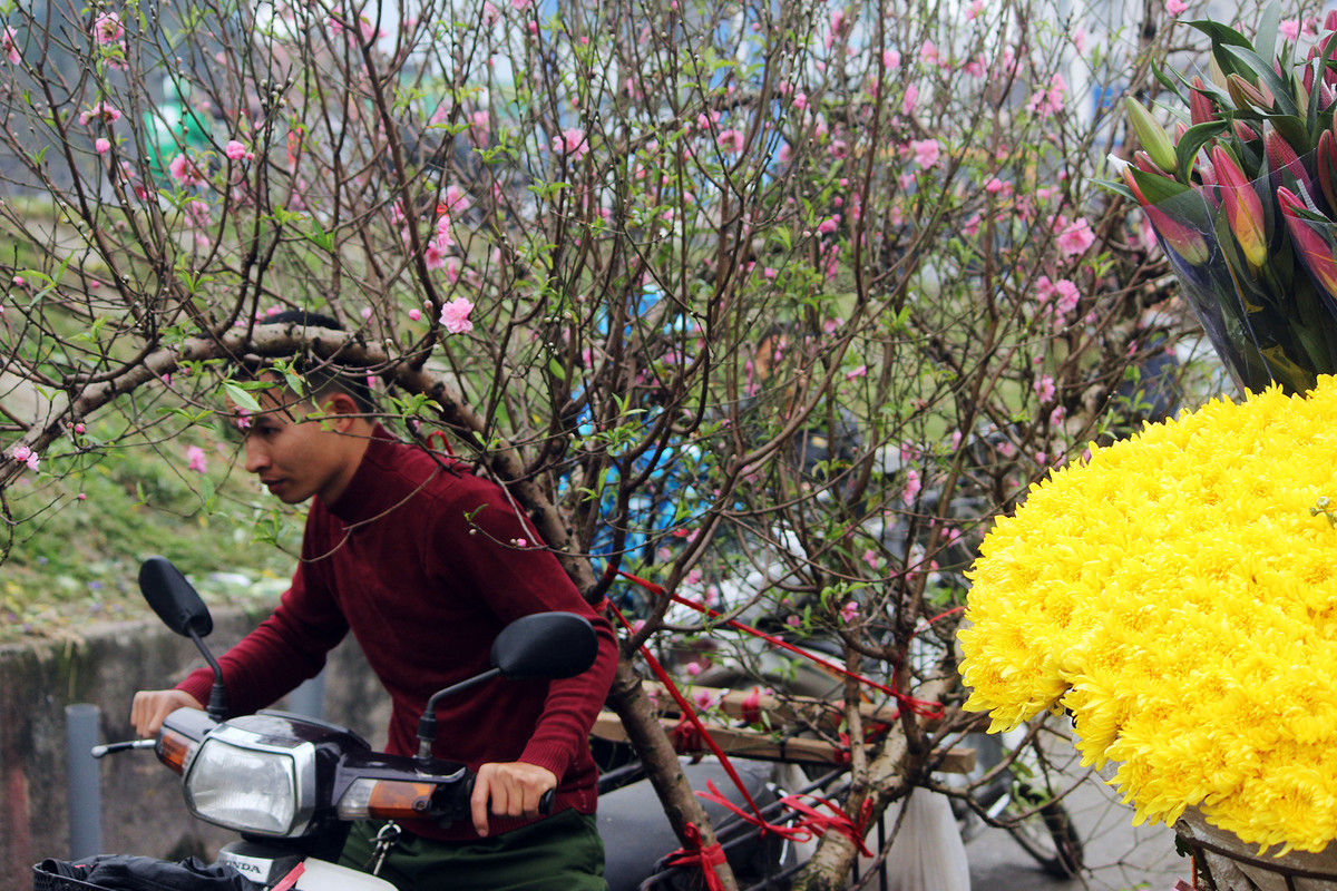 Tiểu thương hối hả chở đào ra chợ Quảng An đáp ứng nhu cầu người chơi đào xuân sớm.