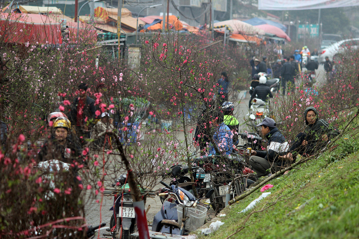 Anh: Cho Quang An tran ngap hoa dao ngay can Tet Nguyen dan 2019
