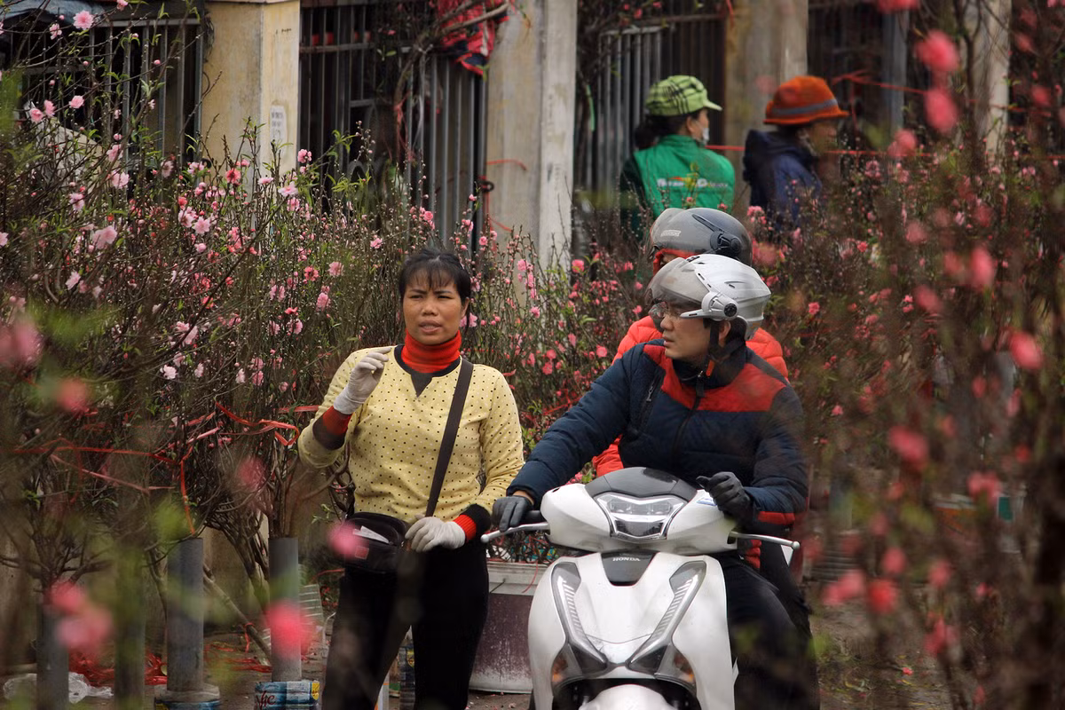 Hoa đào bán ở chợ Quảng An chủ yếu được tiểu thương mua lại từ những người nông dân trồng đào tại làng hoa Nhật Tân. Tiểu thương sau đó mang đào ra đây bán.