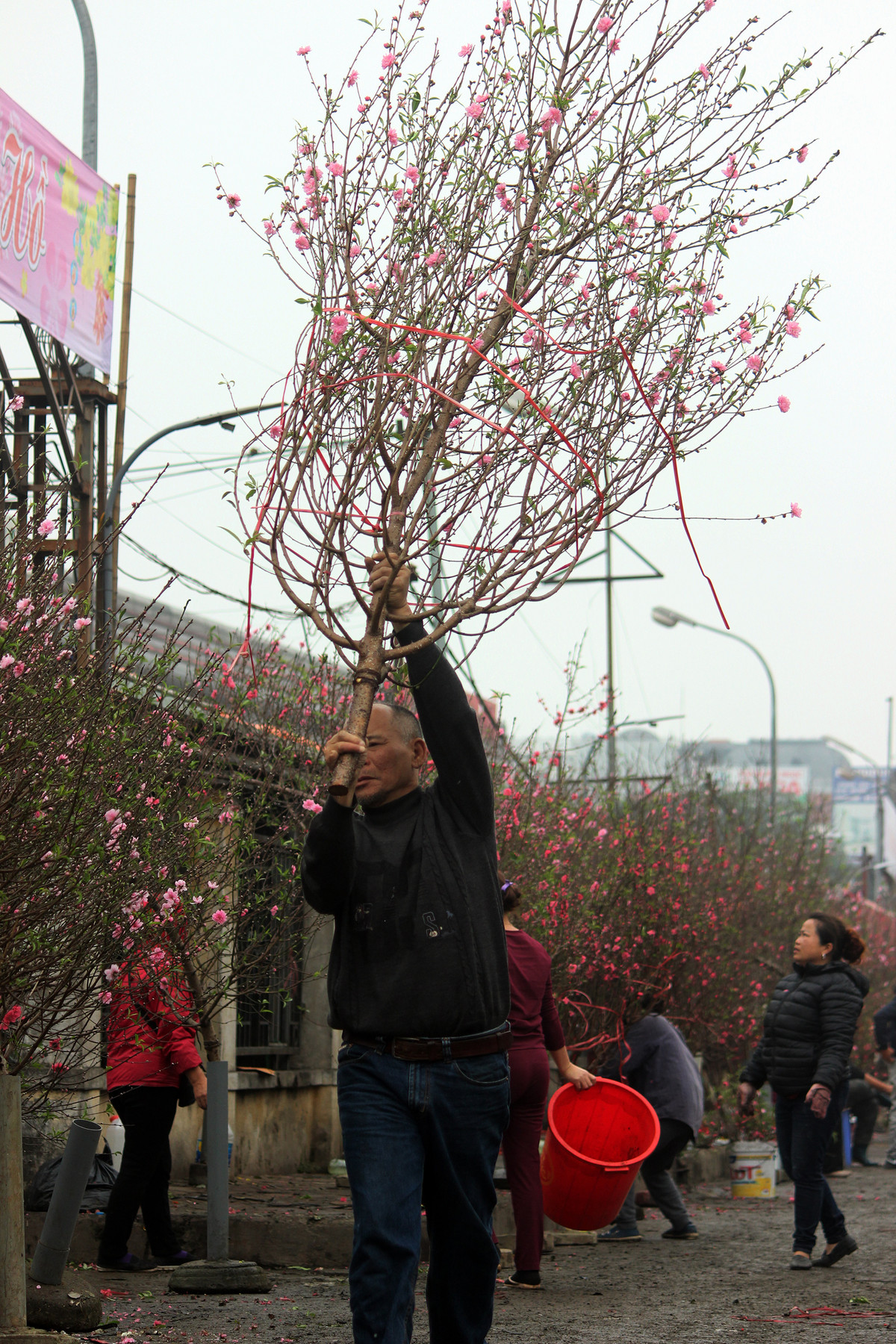 Đối với những cành đào có thế đẹp giá có thể lên tới tiền triệu.