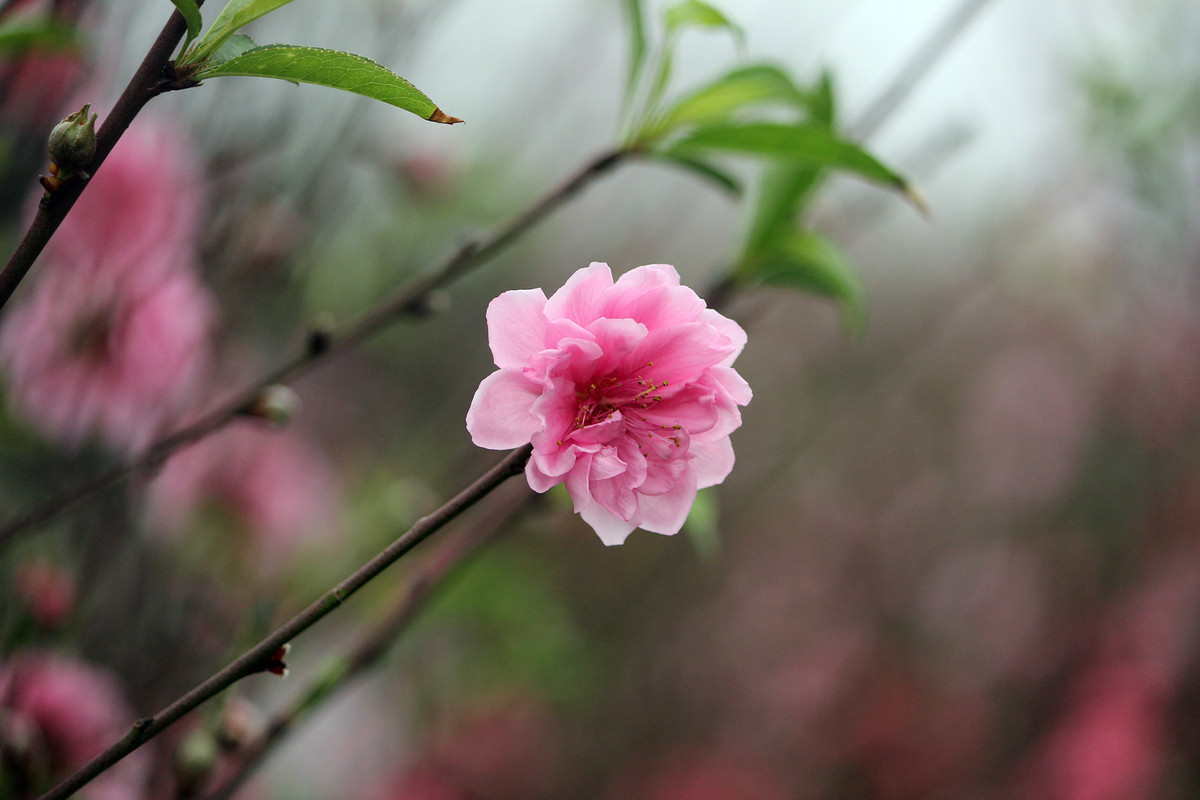 Cánh hoa đào khoe sắc rực rỡ ở chợ hoa Quảng An.