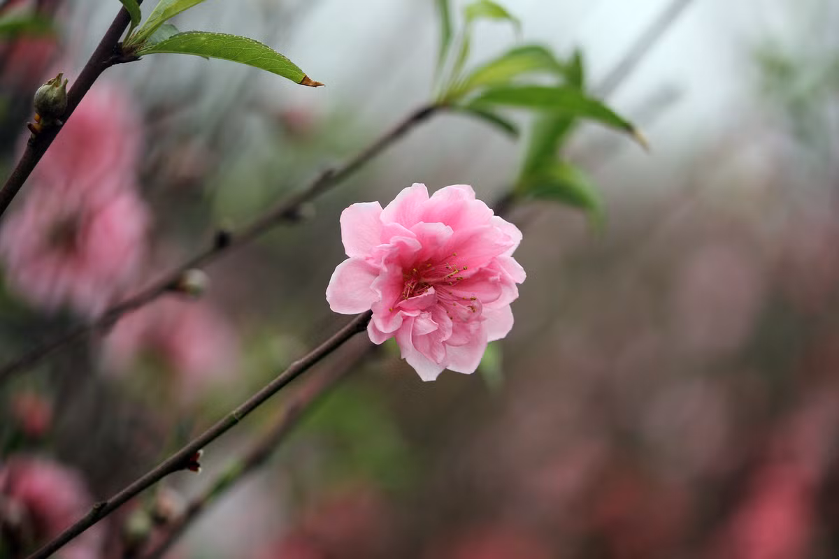 Cánh hoa đào khoe sắc rực rỡ ở chợ hoa Quảng An.