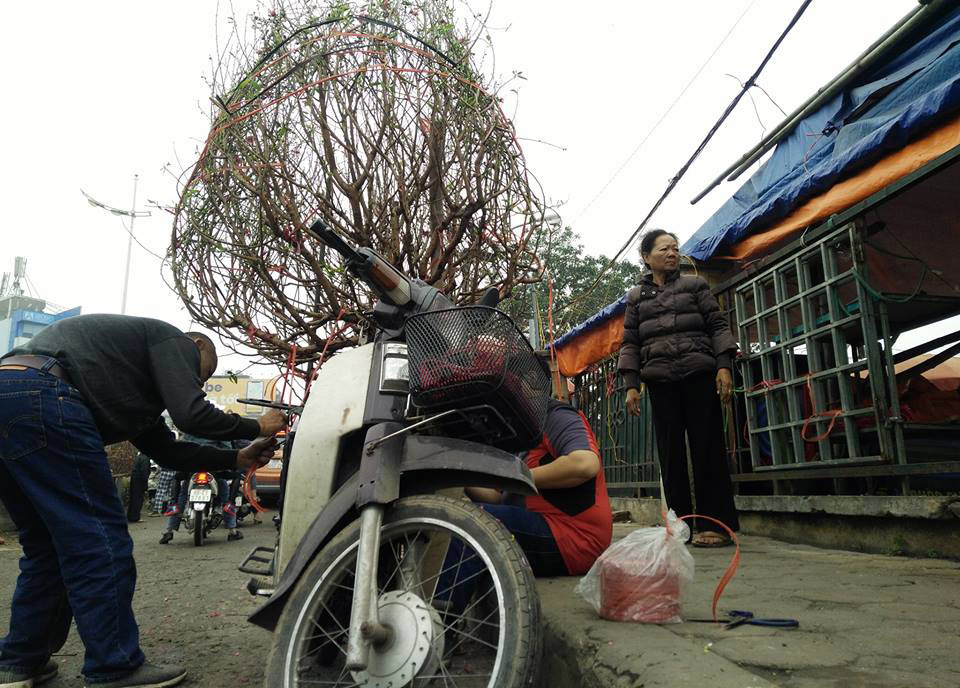 Tiểu thương sẵn sàng vận chuyển hoa đào đến cho khách, nếu khách mua có nhu cầu.