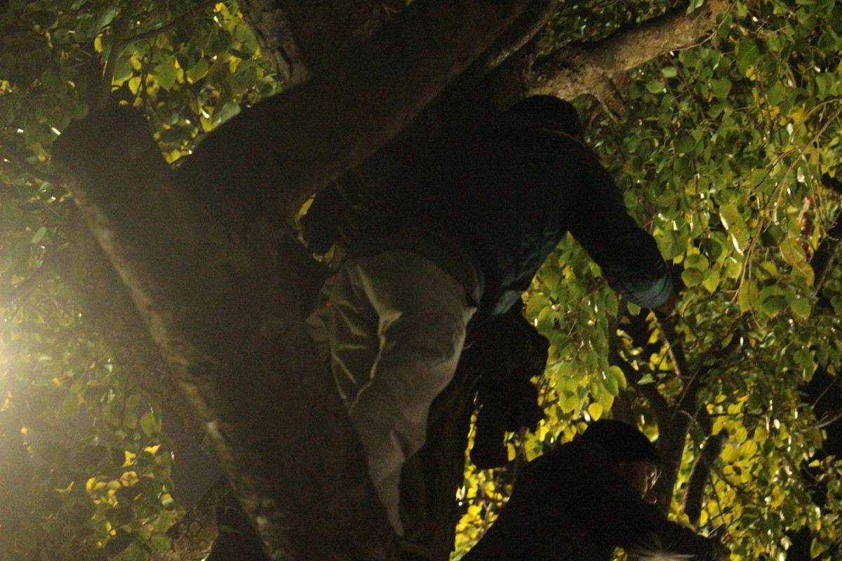 Hai nam du khách đu bám, ngồi trên cây vô cùng nguy hiểm.