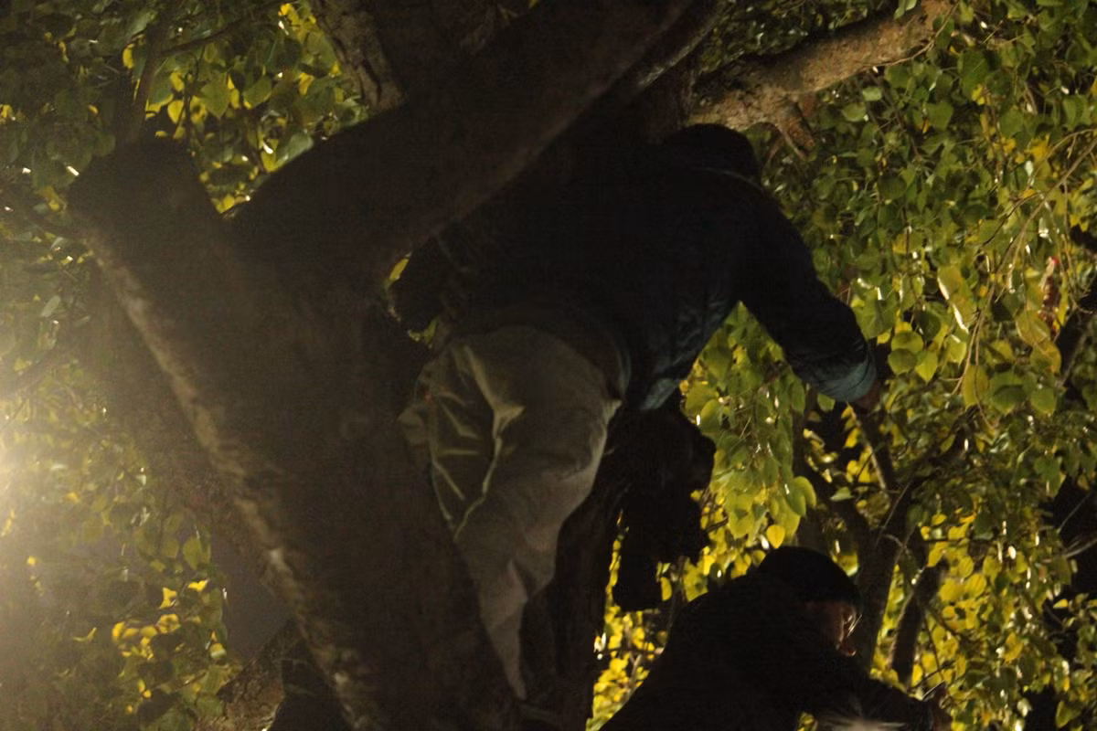 Hai nam du khách đu bám, ngồi trên cây vô cùng nguy hiểm.