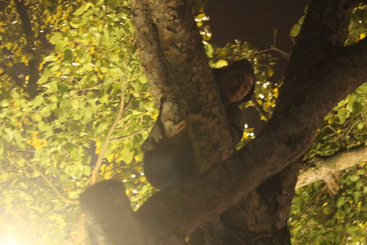 Một số người dân sau khi thấy khách nước ngoài trèo cây xem "đại tiệc" chào năm mới 2019 thì cũng "a dua" theo.