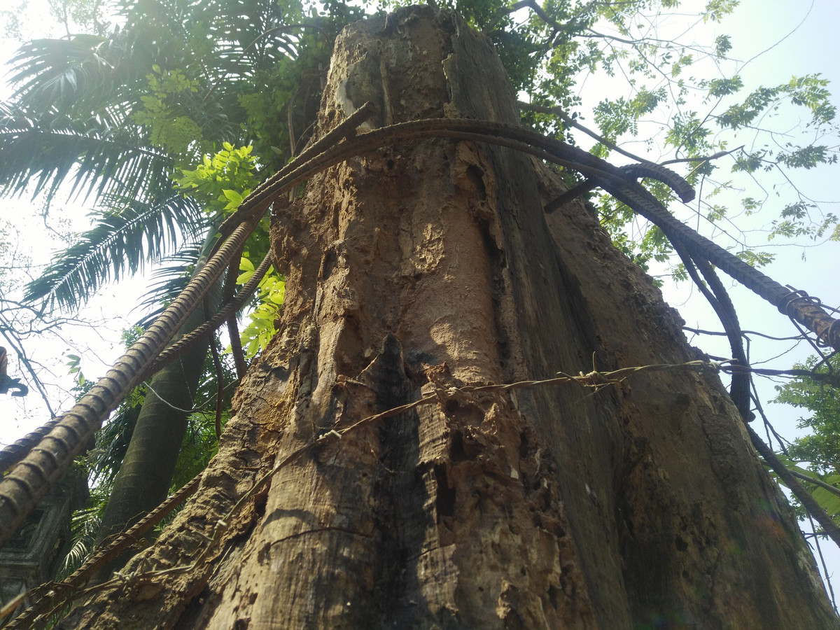 Cây sưa hiện giờ chỉ cao chưa đầy 5m, đường kính cây hơn 1m và được người dân thôn Phụ Chính gắn “giáp sắt” để bảo vệ, tránh những tên "sưa tặc" trộm cắp. Hiện cây sưa có hiện tượng khô một phần gốc, mối mọt gặm nhấm nham nhở trên thân cây…