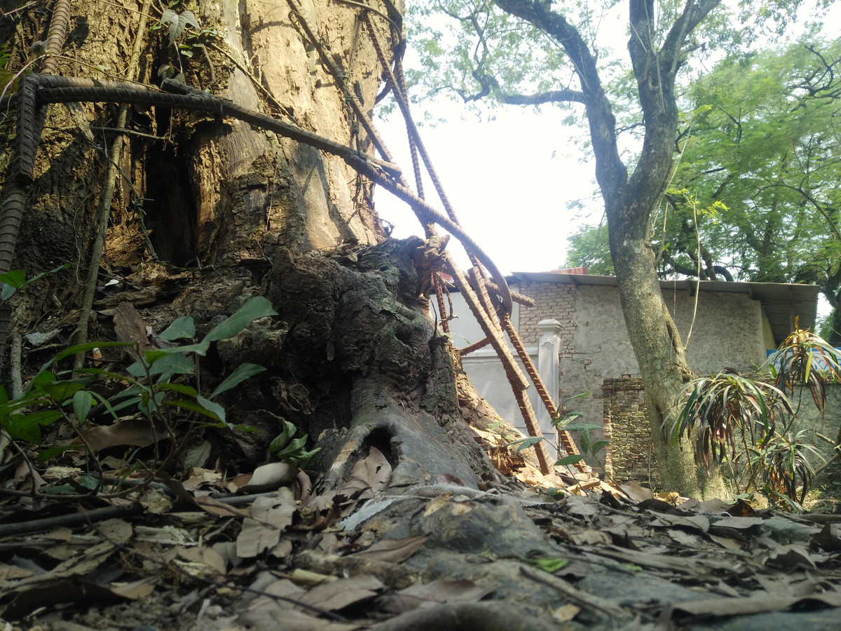 Tuy nhiên, thời gian gần đây cây sưa có hiện tượng bị mối mọt ăn, đục khoét nát thân cây..., khiến người dân lo ngại giá trị của sưa sẽ bị giảm.