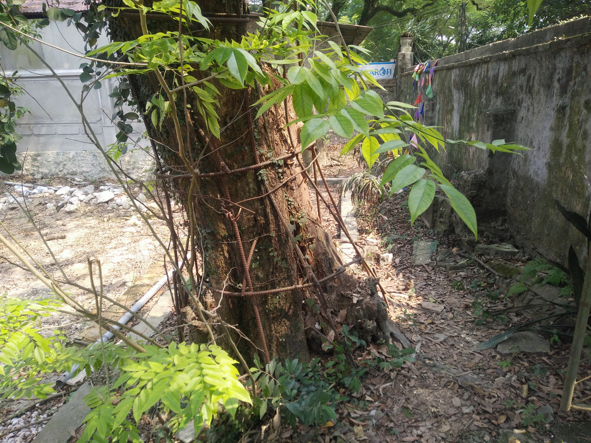  Cận cảnh cây sưa trăm tỷ trước khi bị đốn hạ.