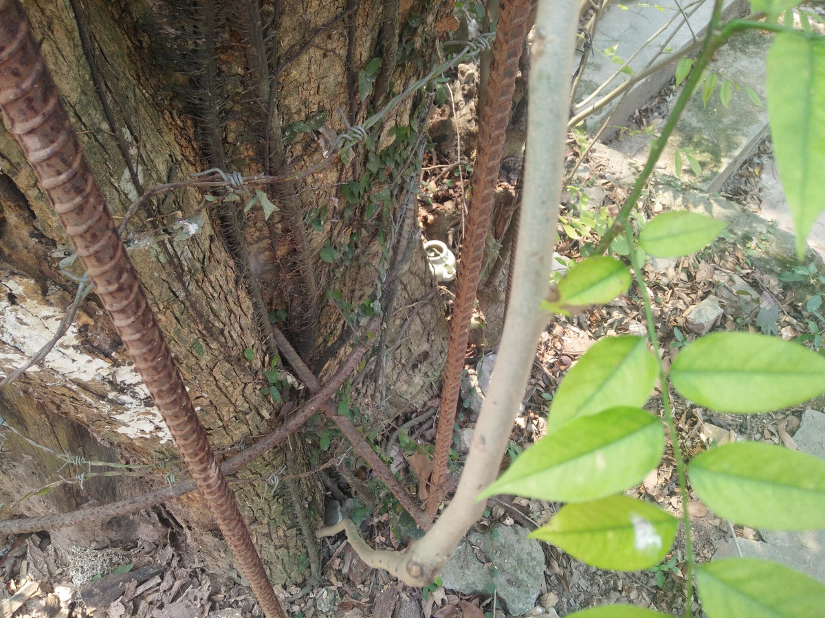 Trao đổi với PV Kiến Thức sáng ngày 27/1, ông ông Nguyễn Văn Chính - Chủ tịch UBND xã Hòa Chính cho biết, sau khi nhận được văn bản đồng ý chặt hạ cây sưa của các cơ quan chức năng thành phố, huyện nên sáng nay bà con sẽ tiến hành chặt hạ cây sưa trước sự giám sát của các cơ quan chức năng.