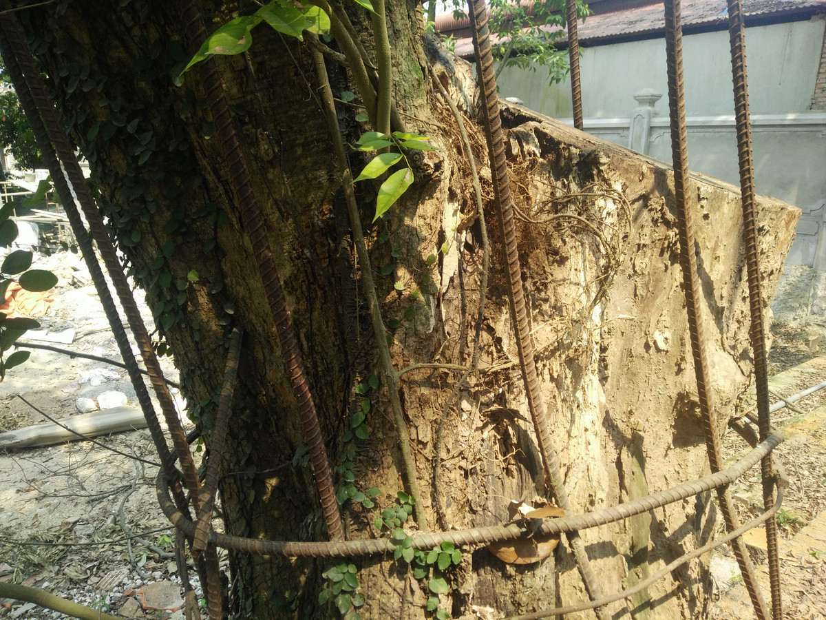 Ngoài ra, phía cộng đồng dân cư Phụ Chính sẽ có 23 thành viên sẽ giám sát việc khai thác cây sưa này.