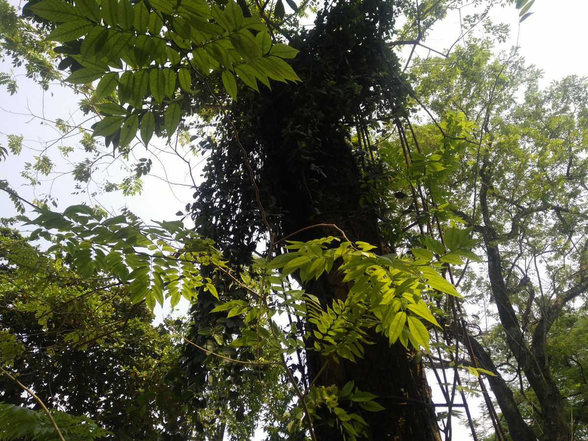 Năm 2010, 1 nhánh đã bị gãy và được bán giá 20,5 tỷ đồng. Khi người mua chở gỗ về thì bị Công an huyện Chương Mỹ tạm giữ. Đến năm 2015, số gỗ sưa bị tạm giữ được bán đấu giá thu về số tiền hơn 31 tỷ đồng.