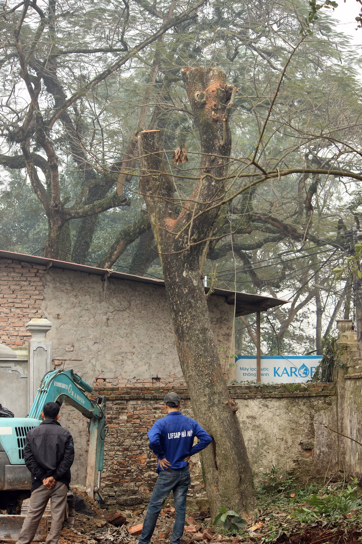 Thông tin với PV Kiến Thức, ông Nguyễn Văn Chính - Chủ tịch UBND xã Hòa Chính cho biết, sau khi nhận được văn bản đồng ý chặt hạ cây sưa của các cơ quan chức năng thành phố, huyện nên sáng nay bà con sẽ tiến hành chặt hạ cây sưa trước sự giám sát của các cơ quan chức năng.