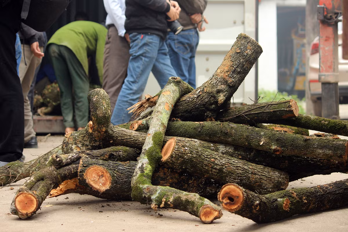 Từ khâu chặt hạ, đào rễ, vận chuyển cành gỗ sưa cất giữ vào thùng xe container ở nhà văn hóa thôn Phụ Chính được thực hiện bởi một nhóm thợ gồm 4 người, do cộng đồng thôn Phụ Chính thuê.