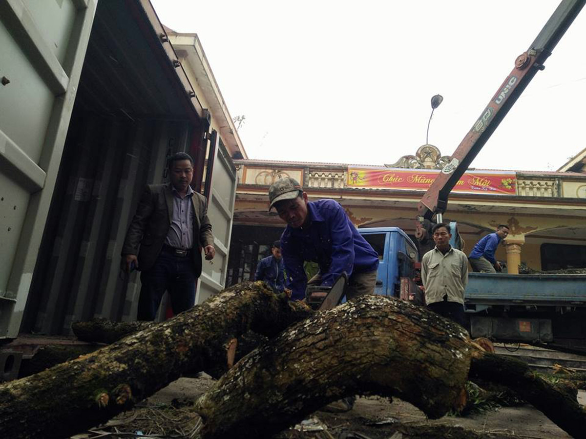 Những cành sưa được cắt thành từng đoạn trước khi cho vào thùng container.