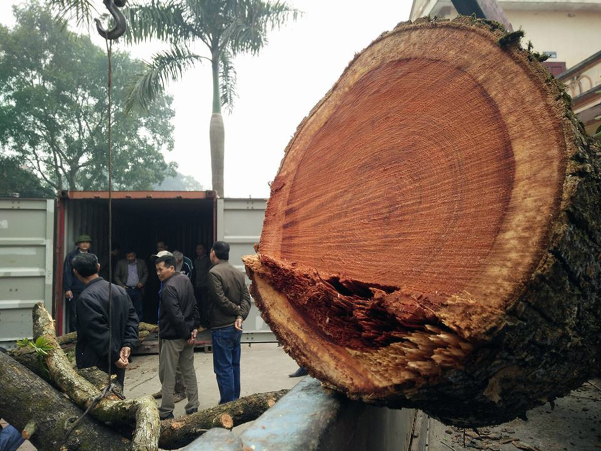 Cận cảnh cành của một trong hai cây sưa đỏ ở thôn Phụ Chính được chặt hạ trong sáng nay.