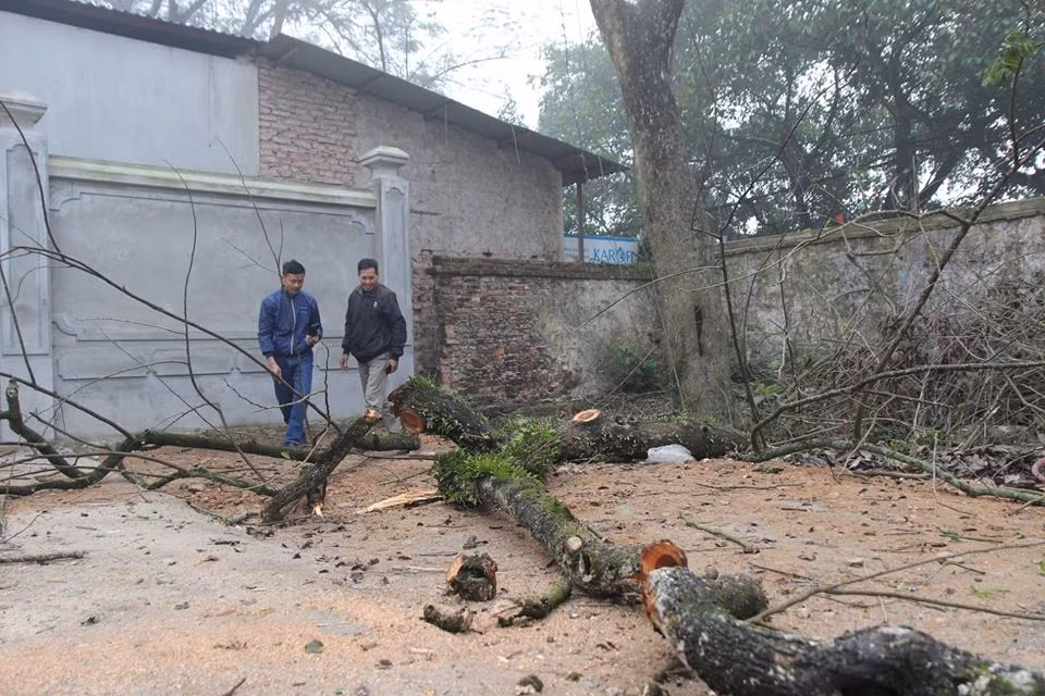 Cùng với đó là máy cưa, cuốc, rìu cùng các thiết bị được chuẩn bị sẵn sàng cho việc chặt hạ cây sưa từng được định giá 100 tỷ đồng. Trong sáng nay, cây sưa bên cạnh cây sưa 100 tỷ đồng được chặt hạ trước.