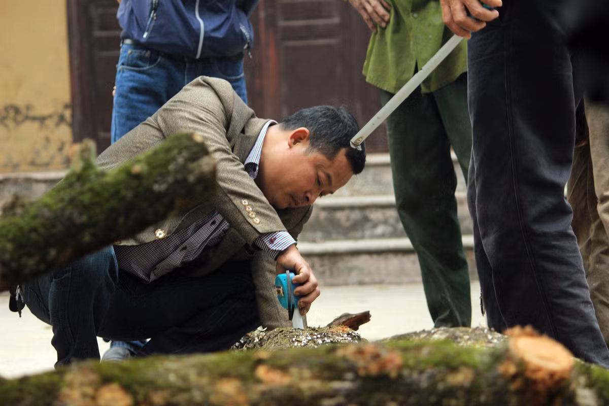 Việc đo đạc gỗ sưa diễn ra cẩn thận, tỷ mỉ.