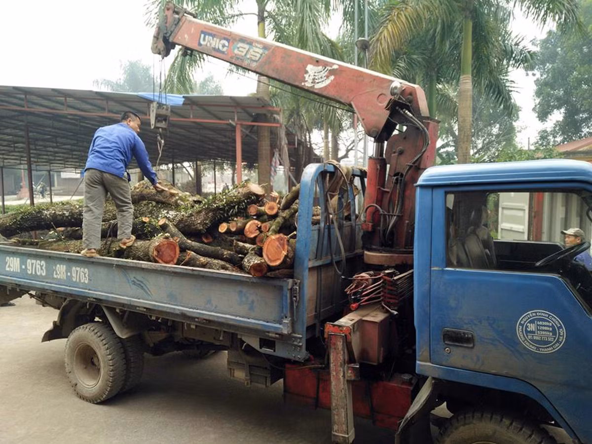 Những cành sưa đầu tiên được chặt hạ, sau đó được đưa vào thùng container để giữ trước khi tổ chức bán đấu giá.