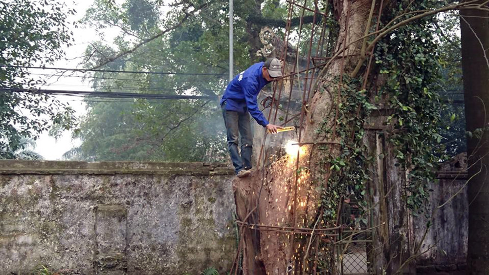 Từ sáng sớm nay (27/1), nhiều người dân thôn Phụ Chính (xã Hòa Chính, huyện Chương Mỹ, Hà Nội) cùng lực lượng chức năng địa phương có mặt tại khu vực chặt hạ cây sưa từ rất sớm.