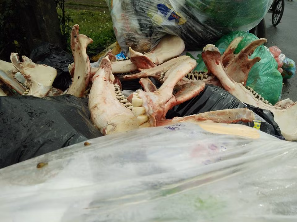 Đủ thứ rác thải, thậm chí cả xương động vật vứt dọc đường dẫn vào bàn rác Nam Sơn thuộc địa bàn xã Hồng Kỳ.