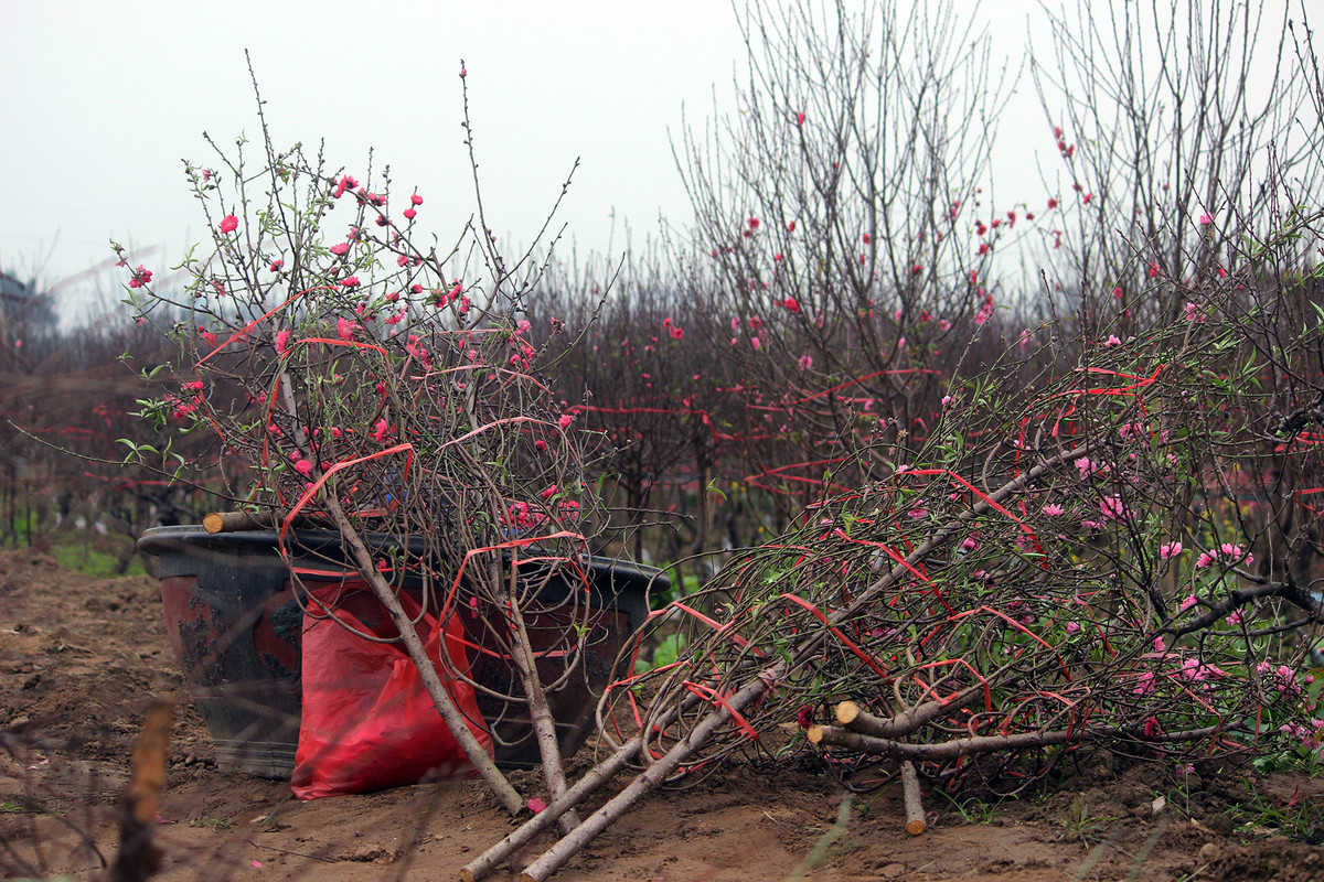 Cành đào nở sớm được chủ vườn cắt tỉa, và quấn cẩn thận chuẩn bị bán cho người mua.