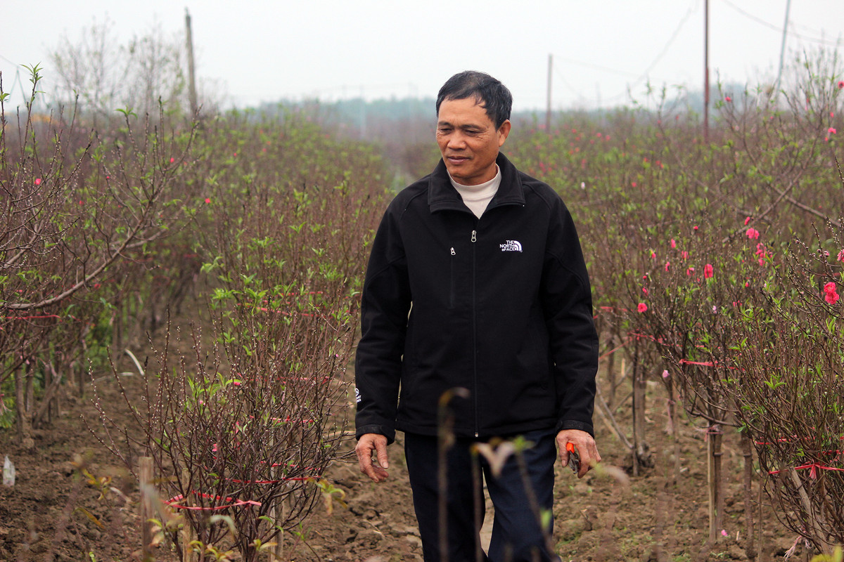 "Gia đình tôi đã điều chỉnh chăm sóc 40% để đào nở sớm (bên cạnh thời tiết,) còn 60 % để vào dịp Tết Nguyên đán 2019. Tuy nhiên, năm nay sâu bọ, rầy hại đào nhiều nên cây đào phát triển không được tốt, chúng tôi gặp không ít khó khăn", ông Hưng chia sẻ.