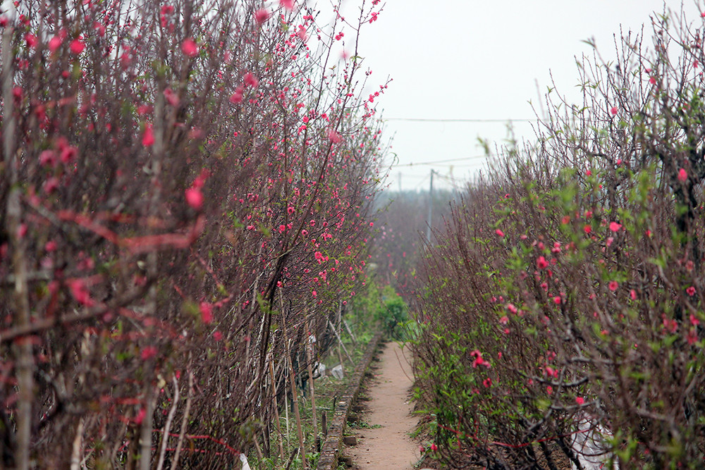 Một số chủ vườn còn cho biết, hoa đào nở sớm và bán sớm như thời điểm này giá sẽ thấp hơn nhiều so với dịp Tết Nguyên đán. Tuy nhiên để phục vụ nhu cầu người chơi đào hoặc cúng lễ thì các chủ vườn sẵn sàng chấp nhận "thiệt thòi" để khách nhớ mặt, sang năm lại đến mua.
