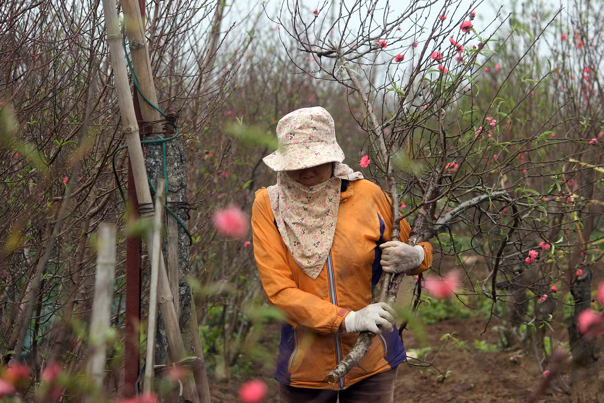 Anh: Nguoi dan hoi ha den lang Nhat Tan mua dao, dem ra cho ban