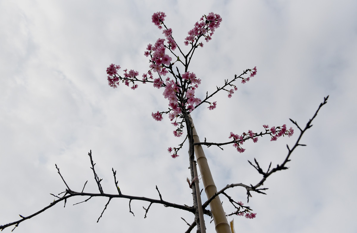 Hoa anh đào rực rỡ giữa bầu trời Thủ đô.