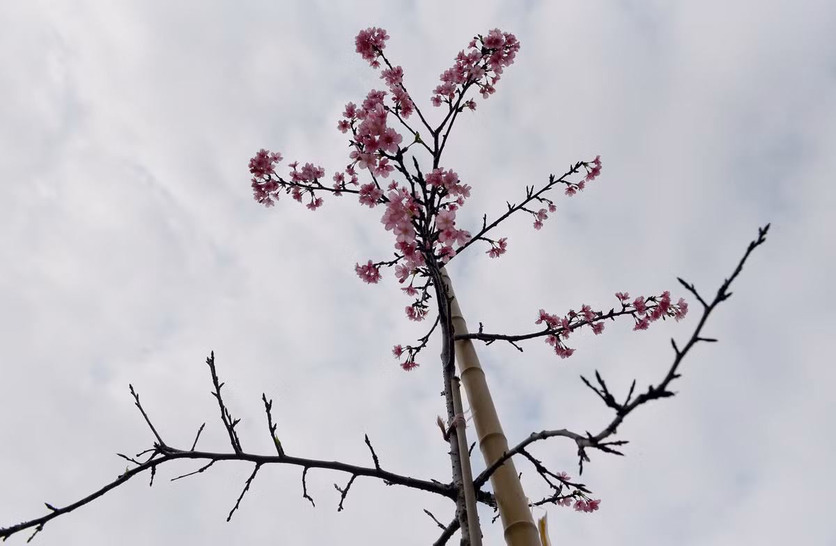 Hoa anh đào rực rỡ giữa bầu trời Thủ đô.