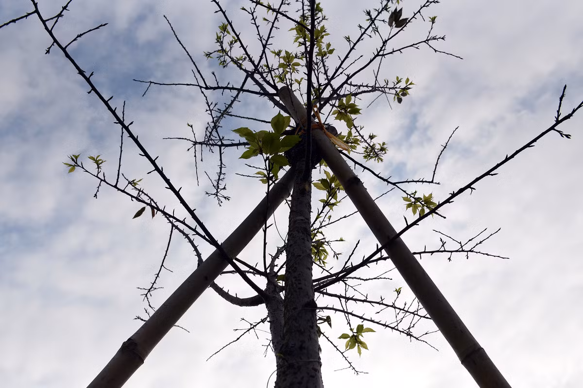 Các cây hoa anh đào được chống đỡ tránh việc cây bị đổ.