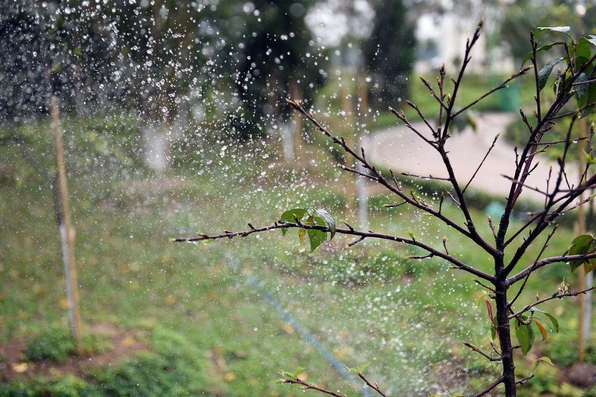 Chồi cây hoa anh đào không ngừng sinh trưởng, đâm chồi, nảy lộc.