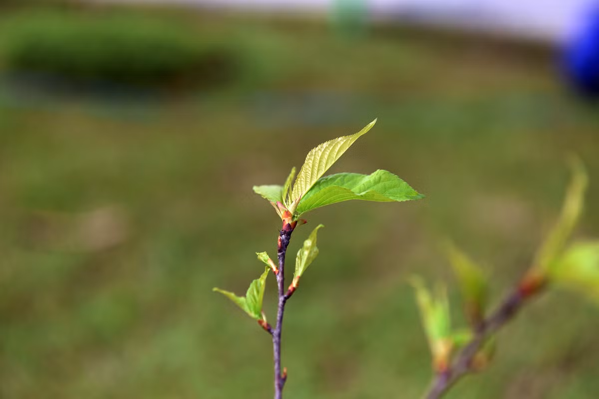 Đến nay, những cây hoa anh đào tại đây đã đâm chồi nảy lộc, sinh trưởng rất tốt.